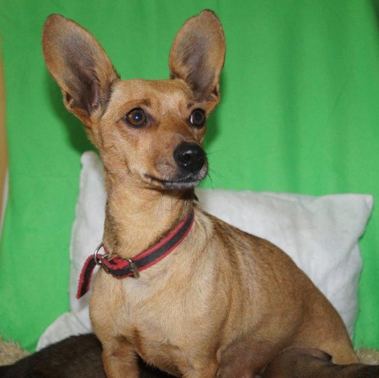 Tao i maluszki